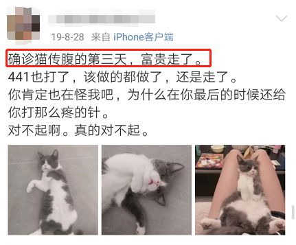 猫传腹的病因、症状和治疗方法- 萌爪医生