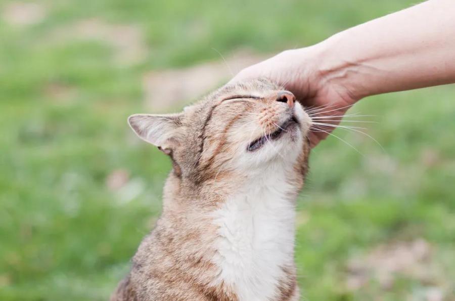 猫传腹的病因 症状和治疗方法 萌爪医生